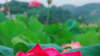 唯美花视频素材背景-众图网