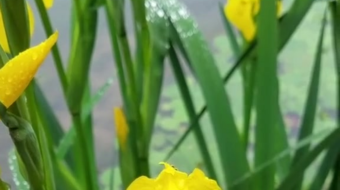 唯美花视频素材背景-众图网