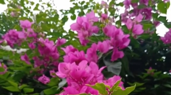 唯美花视频素材背景-众图网