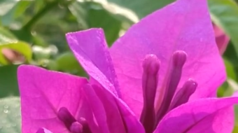 唯美花视频素材背景-众图网