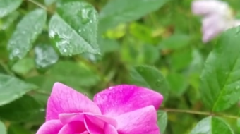 唯美花视频素材背景-众图网