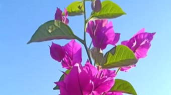 唯美花视频素材背景-众图网