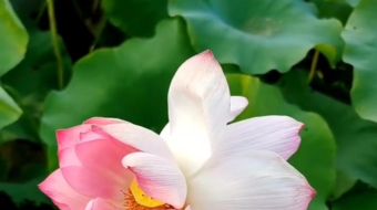 唯美花视频素材背景-众图网