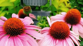 唯美花视频素材背景-众图网