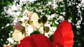 唯美花视频素材背景-众图网