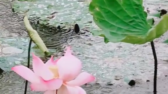 唯美花视频素材背景-众图网