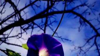 唯美花视频素材背景-众图网