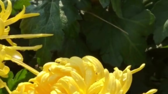 唯美花视频素材背景-众图网