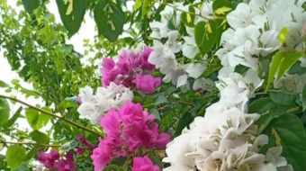 唯美花视频素材背景-众图网