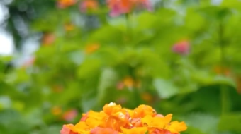 唯美花视频素材背景-众图网