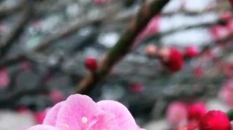 唯美花视频素材背景-众图网