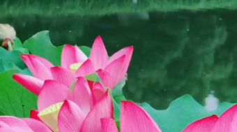 唯美花视频素材背景-众图网