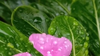 唯美花视频素材背景-众图网