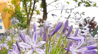 唯美花视频素材背景-众图网