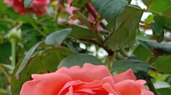 唯美花视频素材背景-众图网