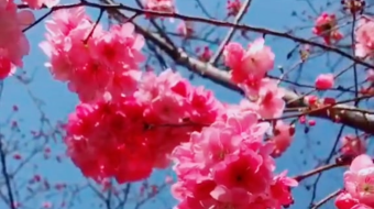 唯美花视频素材背景-众图网