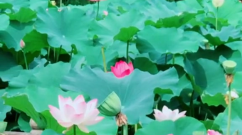 唯美花视频素材背景-众图网