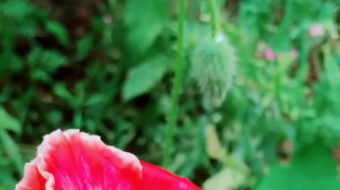 唯美花视频素材背景-众图网