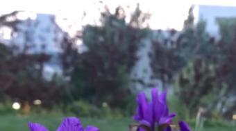 唯美花视频素材背景-众图网