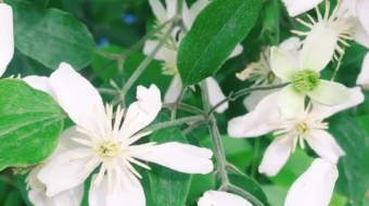 唯美花视频素材背景-众图网