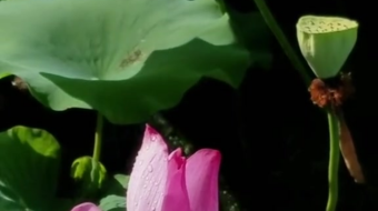 唯美花视频素材背景-众图网