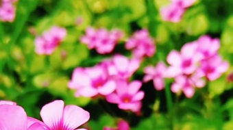 唯美花视频素材背景-众图网