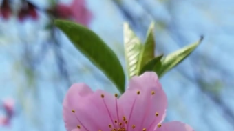 唯美花视频素材背景-众图网