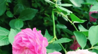 唯美花视频素材背景-众图网