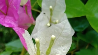 唯美花视频素材背景-众图网