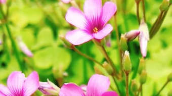 唯美花视频素材背景-众图网