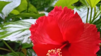 唯美花视频素材背景-众图网