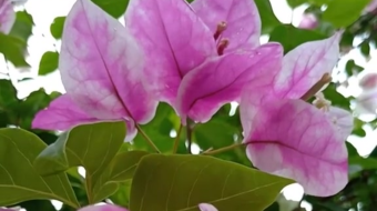 唯美花视频素材背景-众图网