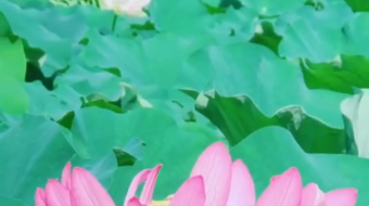 唯美花视频素材背景-众图网