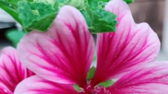 唯美花视频素材背景-众图网