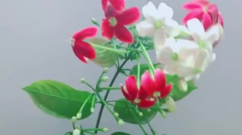 唯美花视频素材背景-众图网