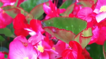 唯美花视频素材背景-众图网