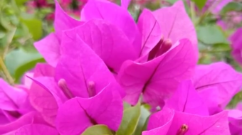 唯美花视频素材背景-众图网