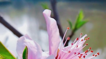 唯美花视频素材背景-众图网