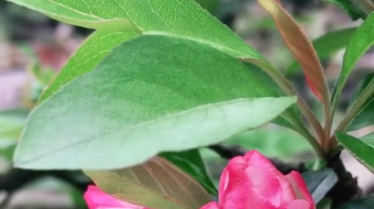 唯美花视频素材背景-众图网