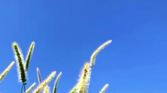 唯美花视频素材背景-众图网