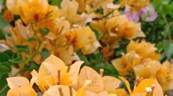 唯美花视频素材背景-众图网