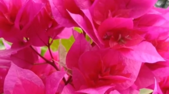 唯美花视频素材背景-众图网