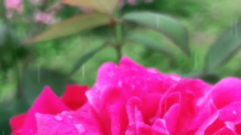 唯美花视频素材背景-众图网