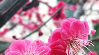 唯美花视频素材背景-众图网