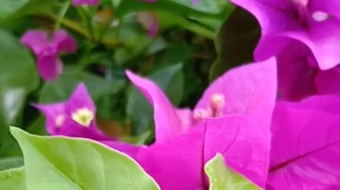 唯美花视频素材背景-众图网