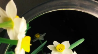 唯美花视频素材背景-众图网