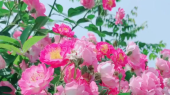 唯美花视频素材背景-众图网