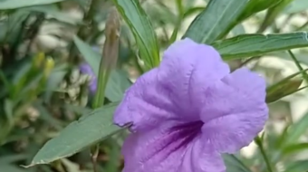 唯美花视频素材背景-众图网