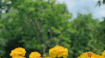 唯美花视频素材背景-众图网