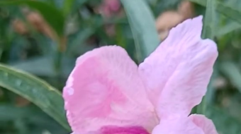 唯美花视频素材背景-众图网